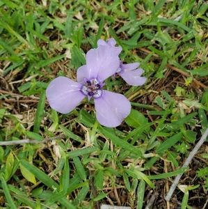 Meet your Posher, Pamela